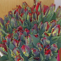 Tulpen